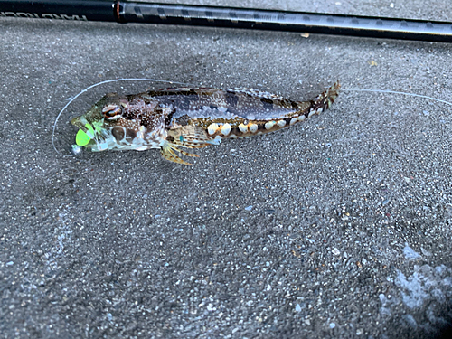 アサヒアナハゼの釣果