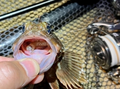 ガシラの釣果