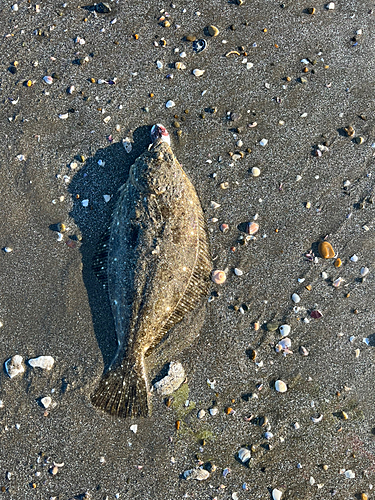 ソゲの釣果