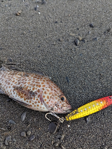 オオモンハタの釣果