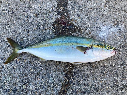 ハマチの釣果