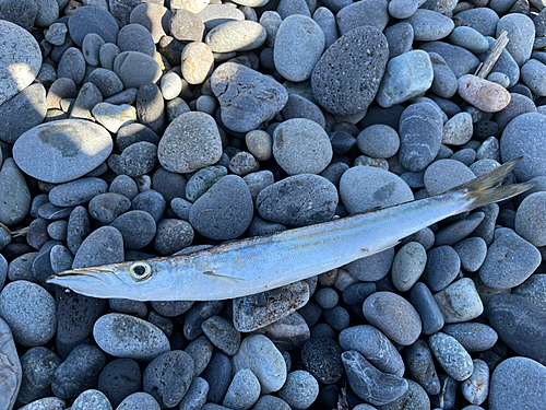 カマスの釣果