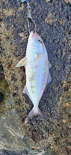 ショゴの釣果