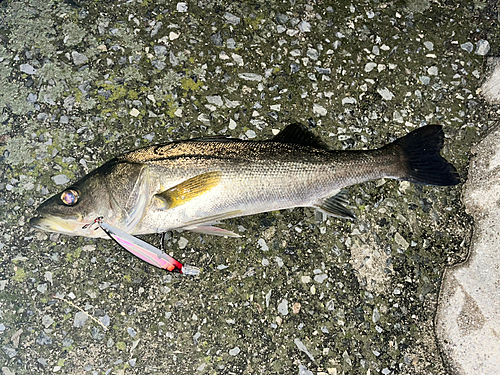 シーバスの釣果