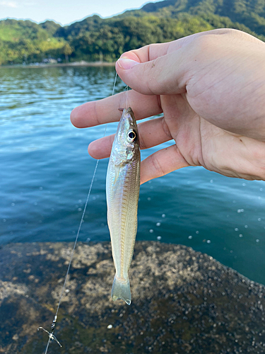 キスの釣果