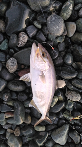 ショゴの釣果