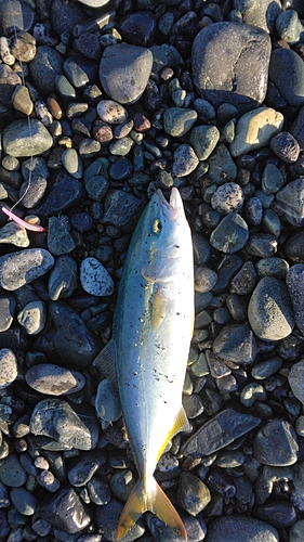 ワカシの釣果