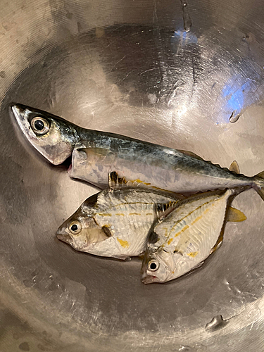 サバの釣果