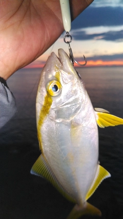 ショゴの釣果