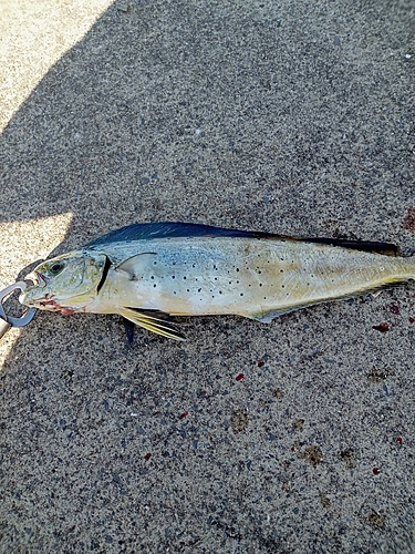 シイラの釣果