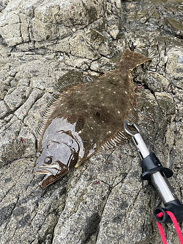 ソゲの釣果