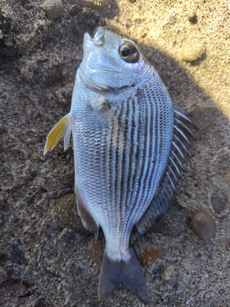 クロダイ