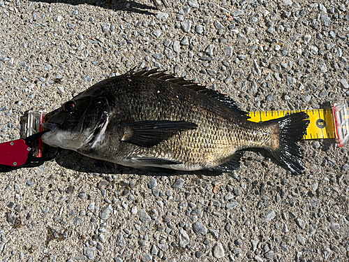 チヌの釣果