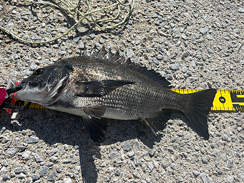 チヌの釣果