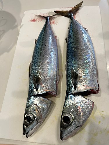 ゴマサバの釣果