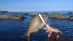 イスズミの釣果