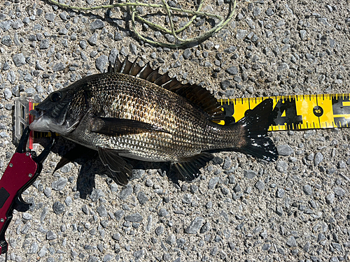 チヌの釣果