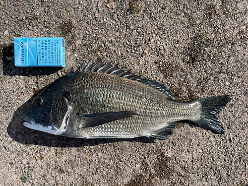 クロダイの釣果