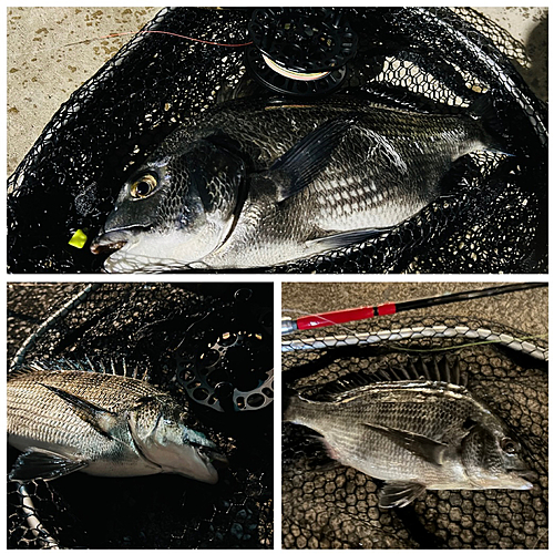 クロダイの釣果