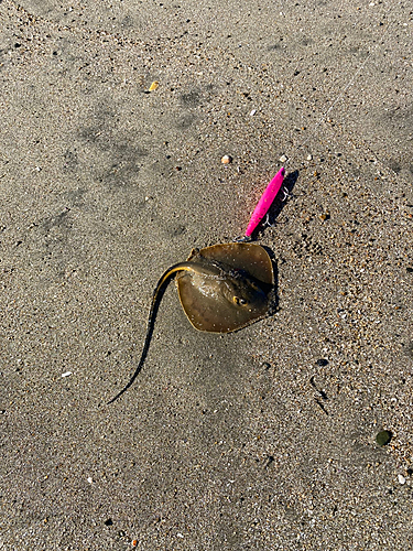 エイの釣果