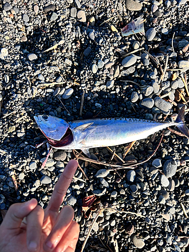 ソウダガツオの釣果