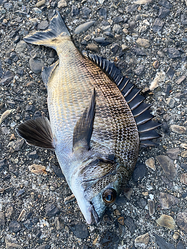 チヌの釣果