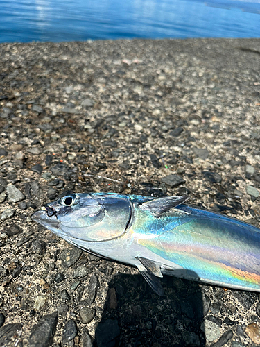 ソウダガツオの釣果