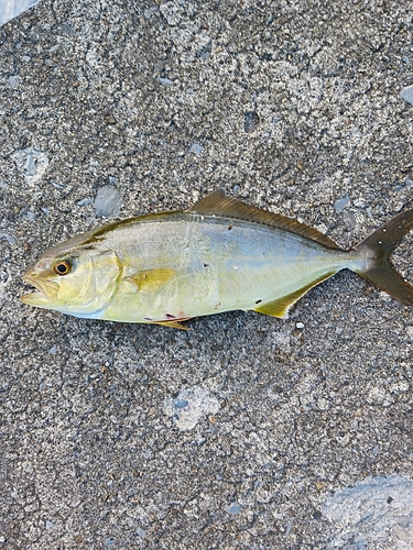 ショゴの釣果