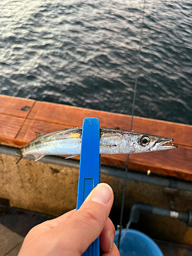 カマスの釣果