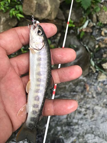 イワナの釣果