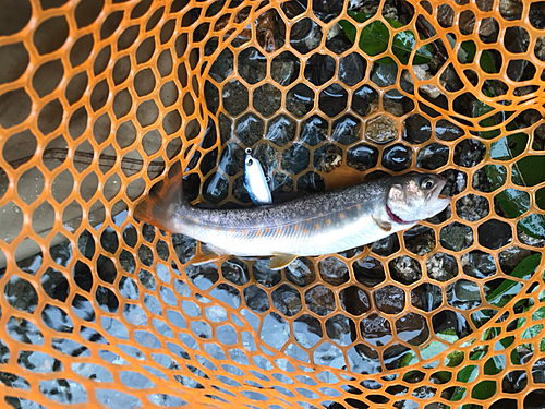 イワナの釣果