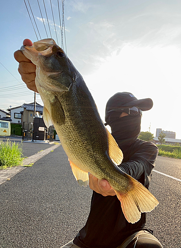 ブラックバスの釣果