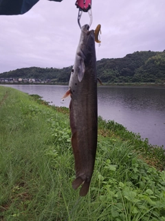 ナマズの釣果