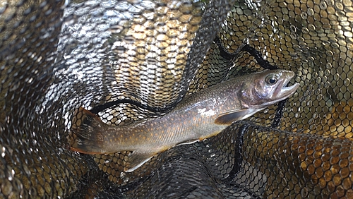 ニッコウイワナの釣果