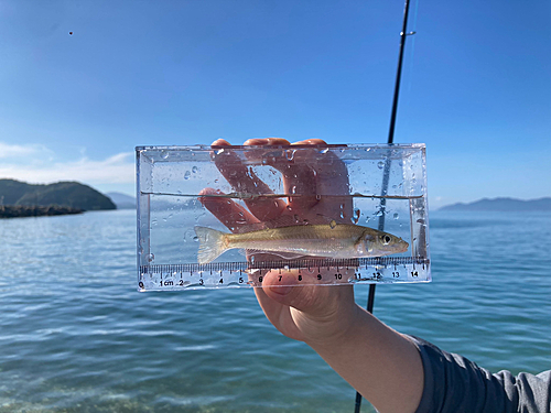 キスの釣果