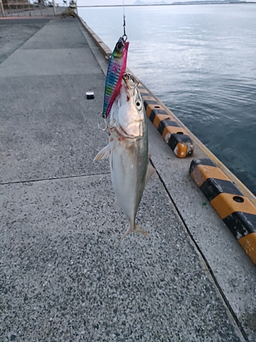 ツバスの釣果