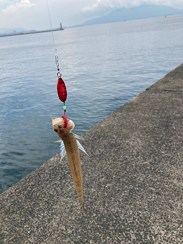 エソの釣果