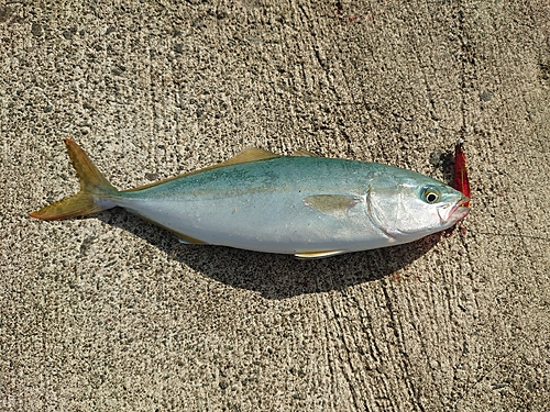 ツバスの釣果