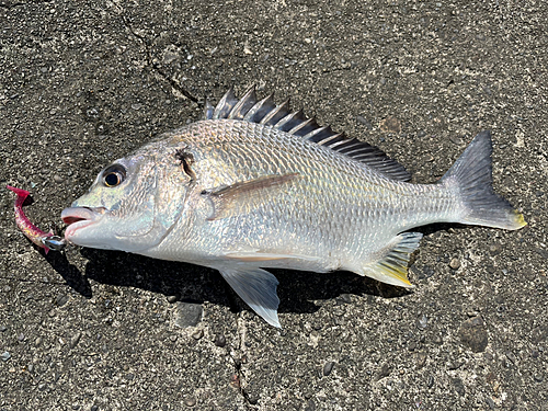 キビレの釣果