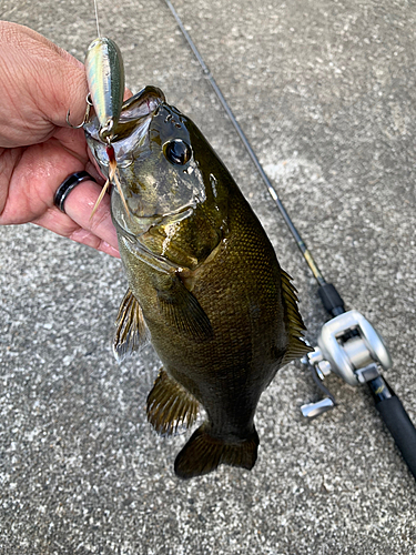 スモールマウスバスの釣果