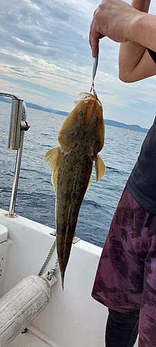 マゴチの釣果