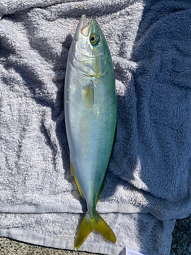 ワカシの釣果