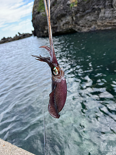 アオリイカの釣果