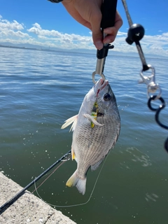 キビレの釣果