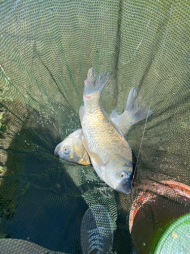 ヘラブナの釣果