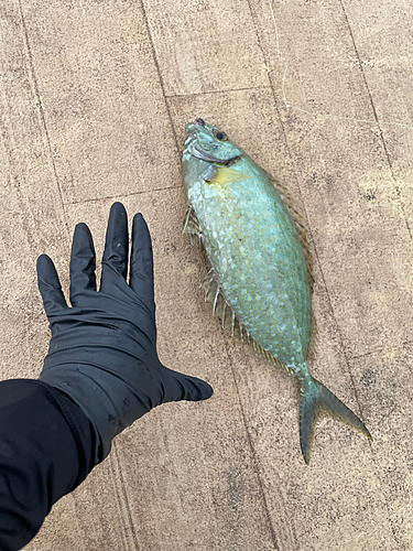 アイゴの釣果