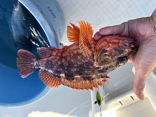 カサゴの釣果