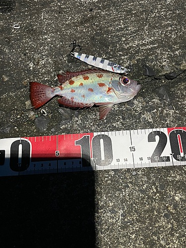 キントキダイの釣果