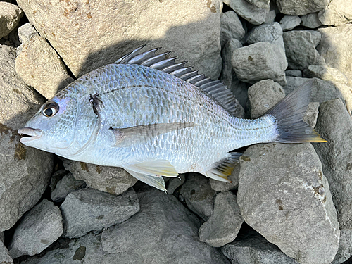 キビレの釣果