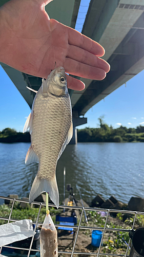 ヘラブナの釣果